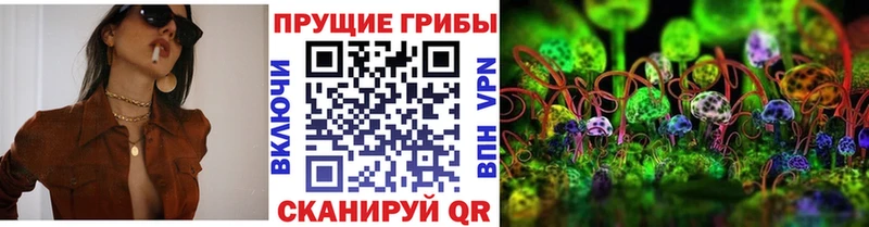 Купить  Павловская  Галлюциногенные грибы Psilocybine cubensis 